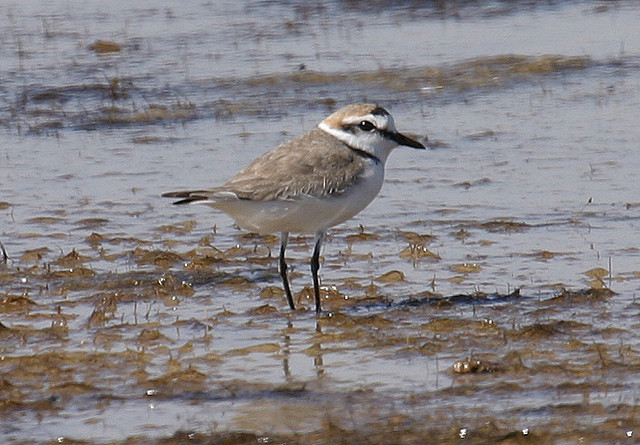 Strandplevier