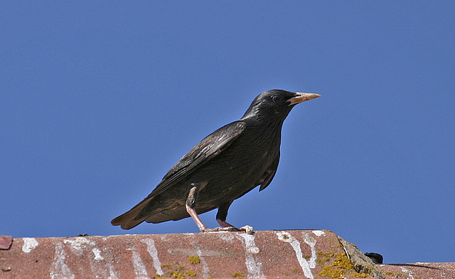 Zwarte spreeuw