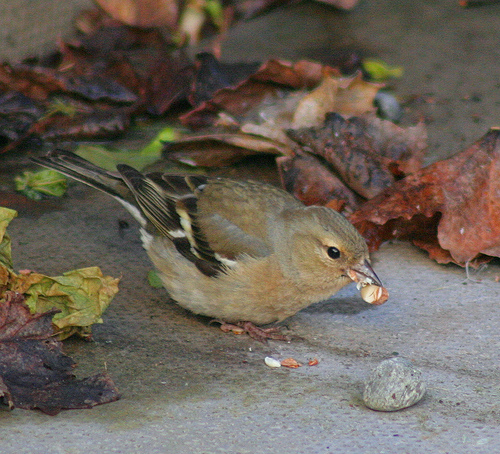 Vink