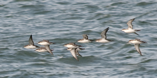 Yelkouanpijlstormvogel