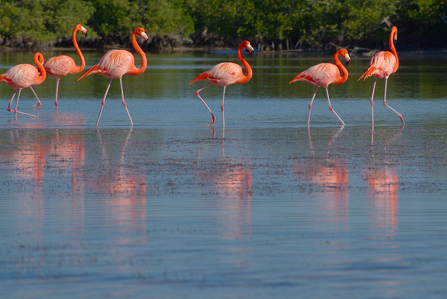 Rode Flamingo