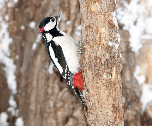 Bonte Specht | Welke vogel is