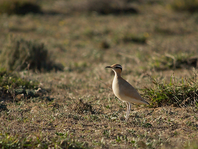 Renvogel