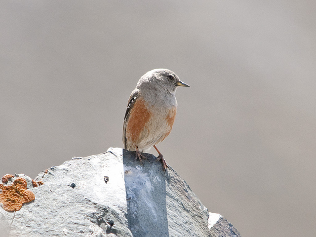 Alpenheggenmus