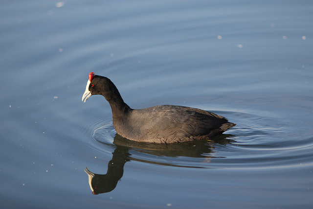 Knobbelmeerkoet