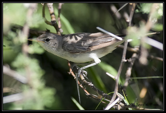 Griekse Spotvogel