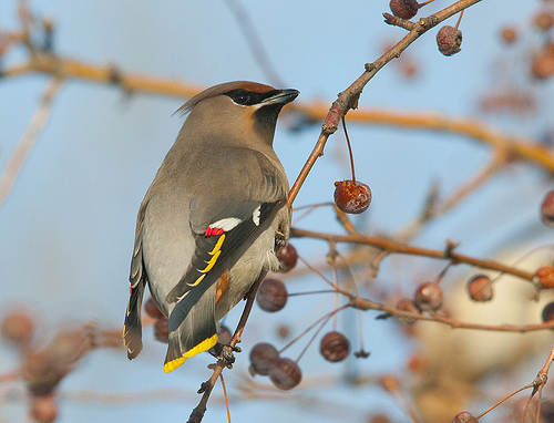 Pestvogel