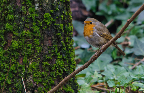 Roodborst