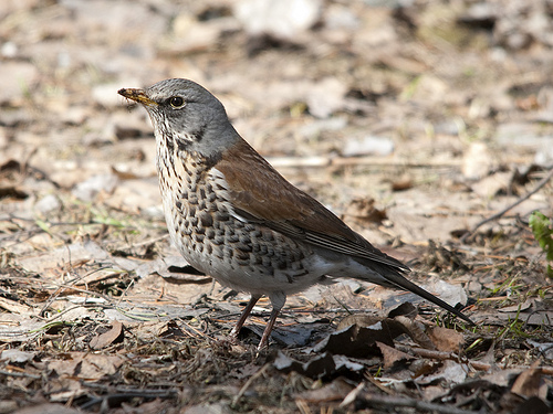 Kramsvogel