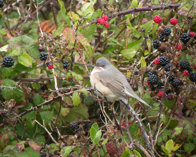 Moltoni's Baardgrasmus