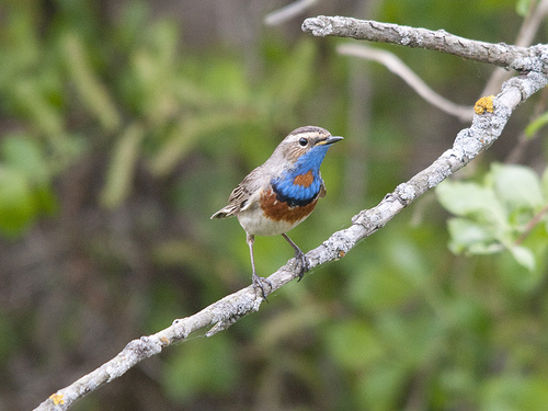 Blauwborst