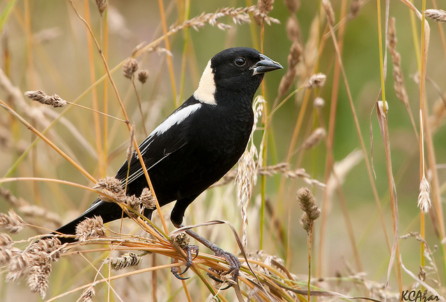 Bobolink