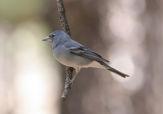 Blauwe Vink