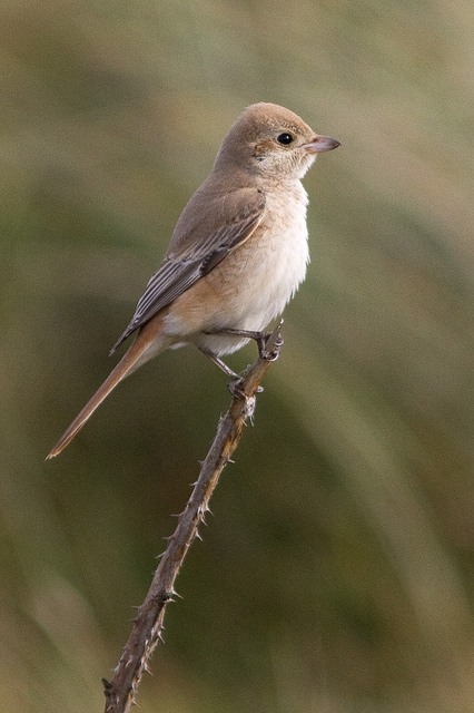 Daurische Klauwier