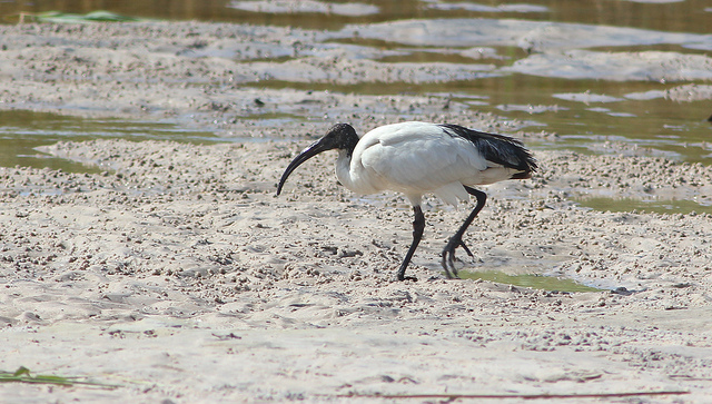 Heilige Ibis