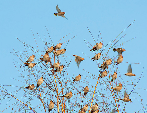 Pestvogel