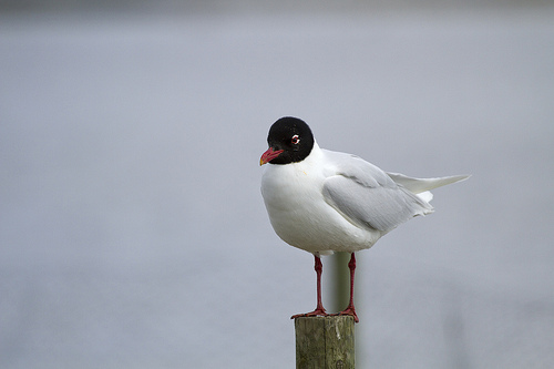 Zwartkopmeeuw