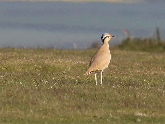 Renvogel