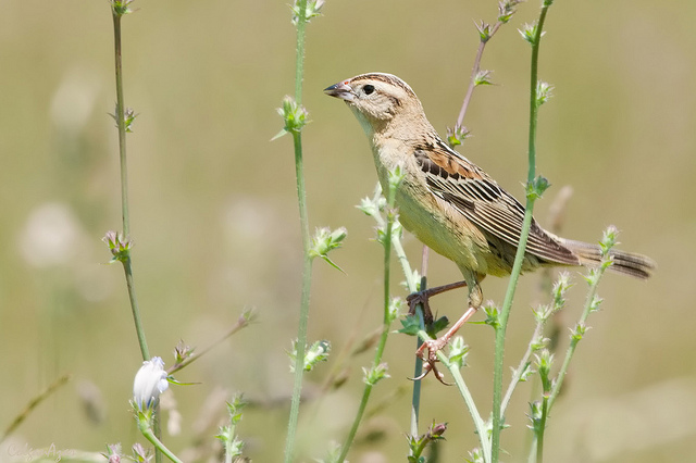 Bobolink