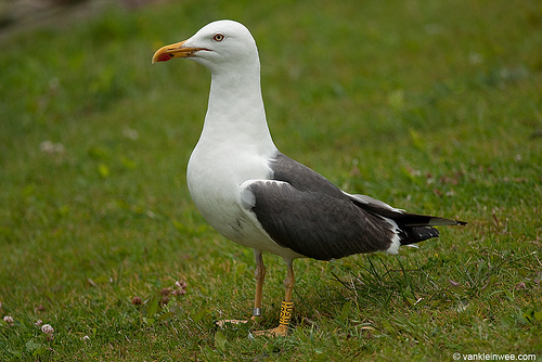 Kleine Mantelmeeuw