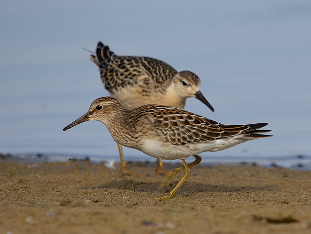 Gestreepte Strandloper