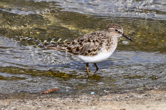 Temmincks Strandloper