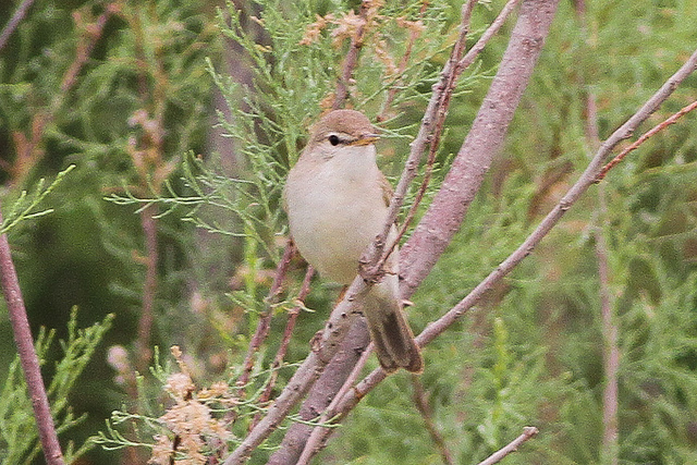 Sykes' Spotvogel