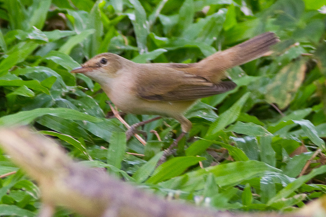 Westelijke vale spotvogel