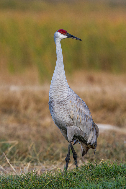 Canadese Kraanvogel