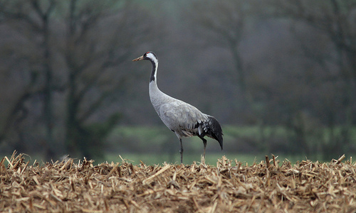 Kraanvogel