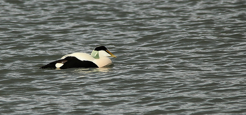 Eider