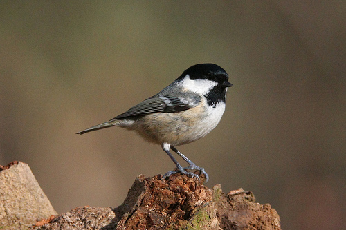 Zwarte Mees Welke vogel dit