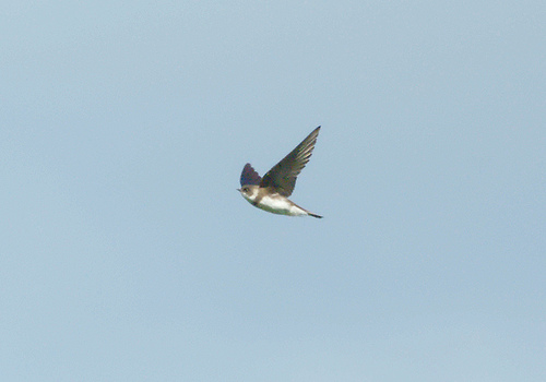 Oeverzwaluw