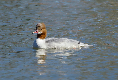 Grote Zaagbek