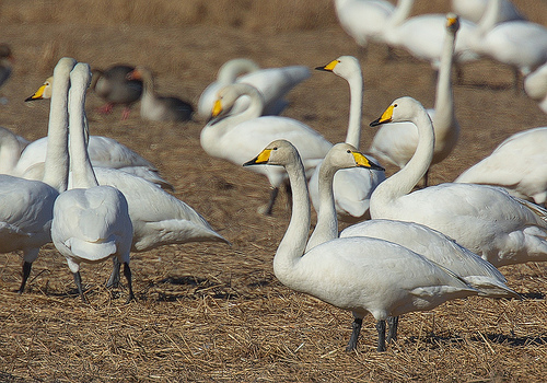 Wilde Zwaan