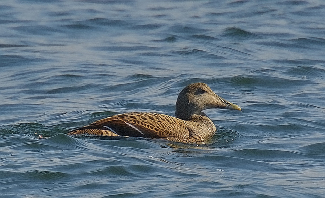 Eider