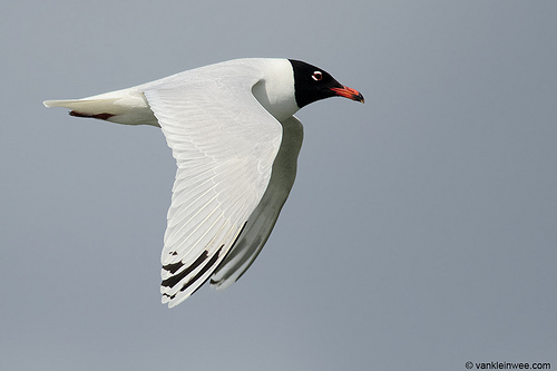 Zwartkopmeeuw