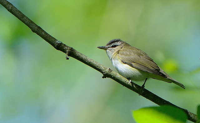 Roodoogvireo