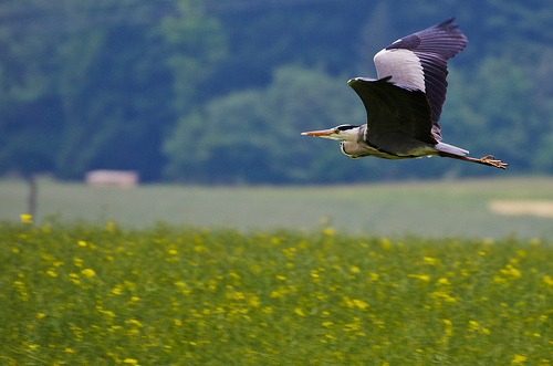 Blauwe Reiger