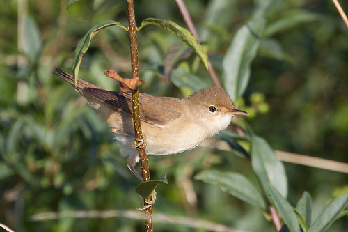 Kleine Karekiet | Welke vogel dit