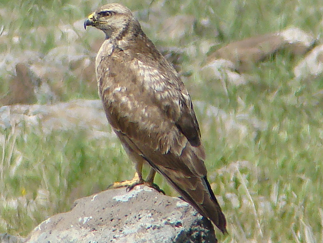 Arendbuizerd