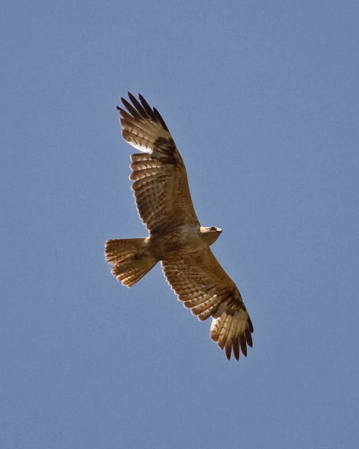 Arendbuizerd