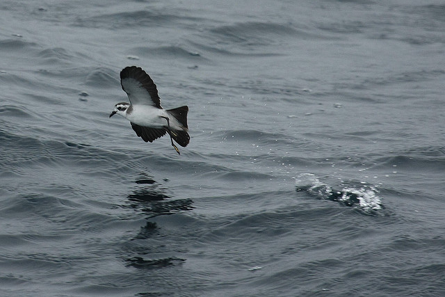 Bont Stormvogeltje