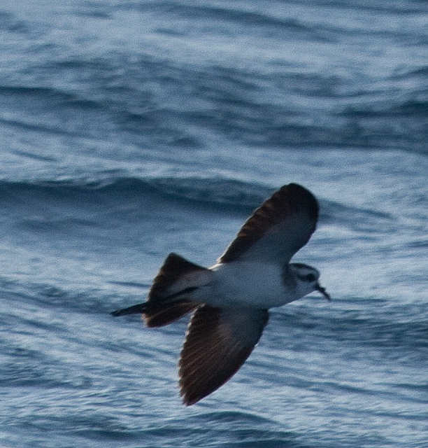 Bont Stormvogeltje