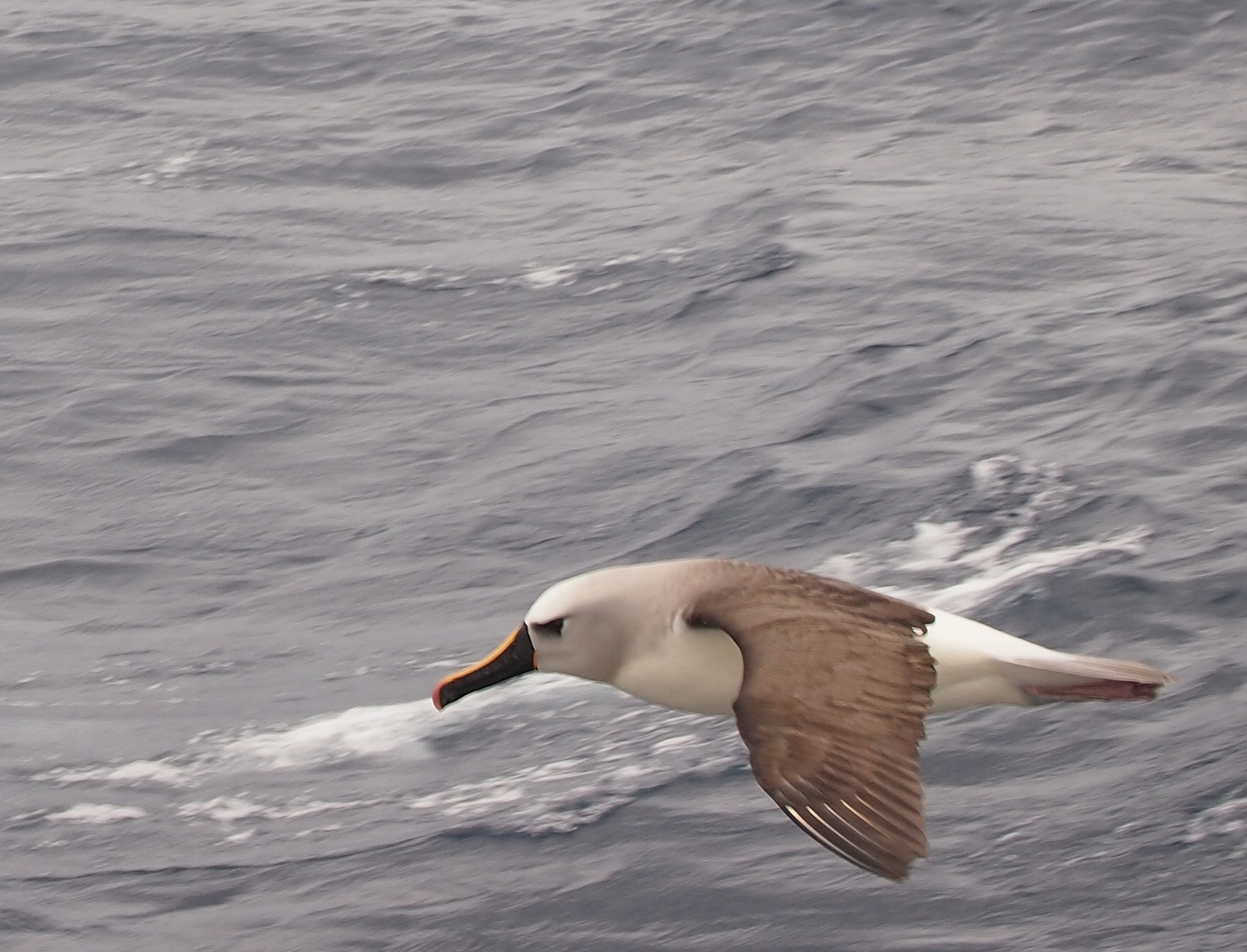 Geelneusalbatros