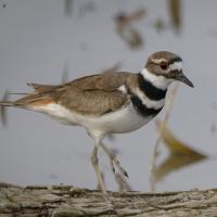 Killdeer