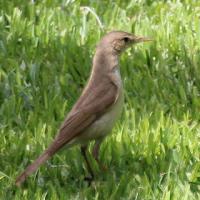 Westelijke vale spotvogel