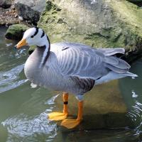 Indische Gans