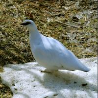 Alpensneeuwhoen