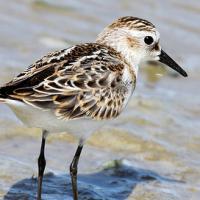 Kleine Strandloper